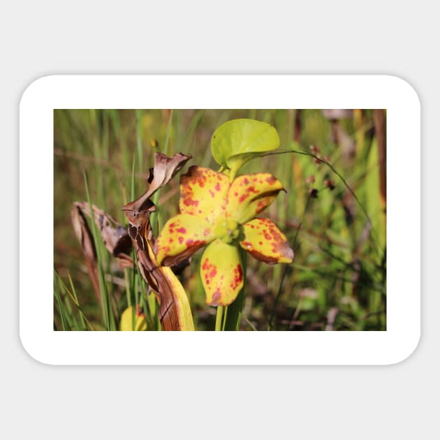 Drying Up Pitcher Plant Sticker by Cynthia48